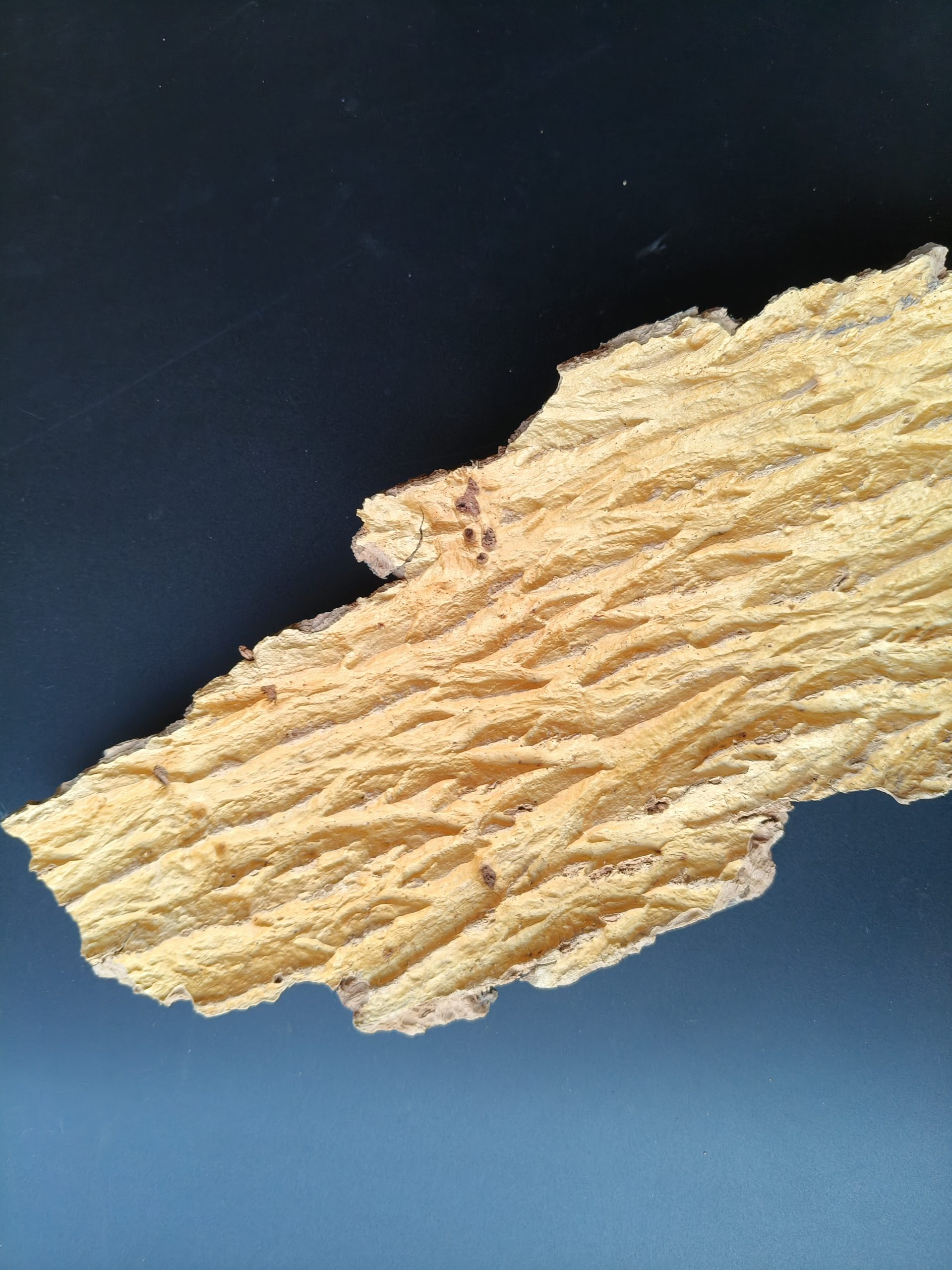 Cork Bark - 图片 6