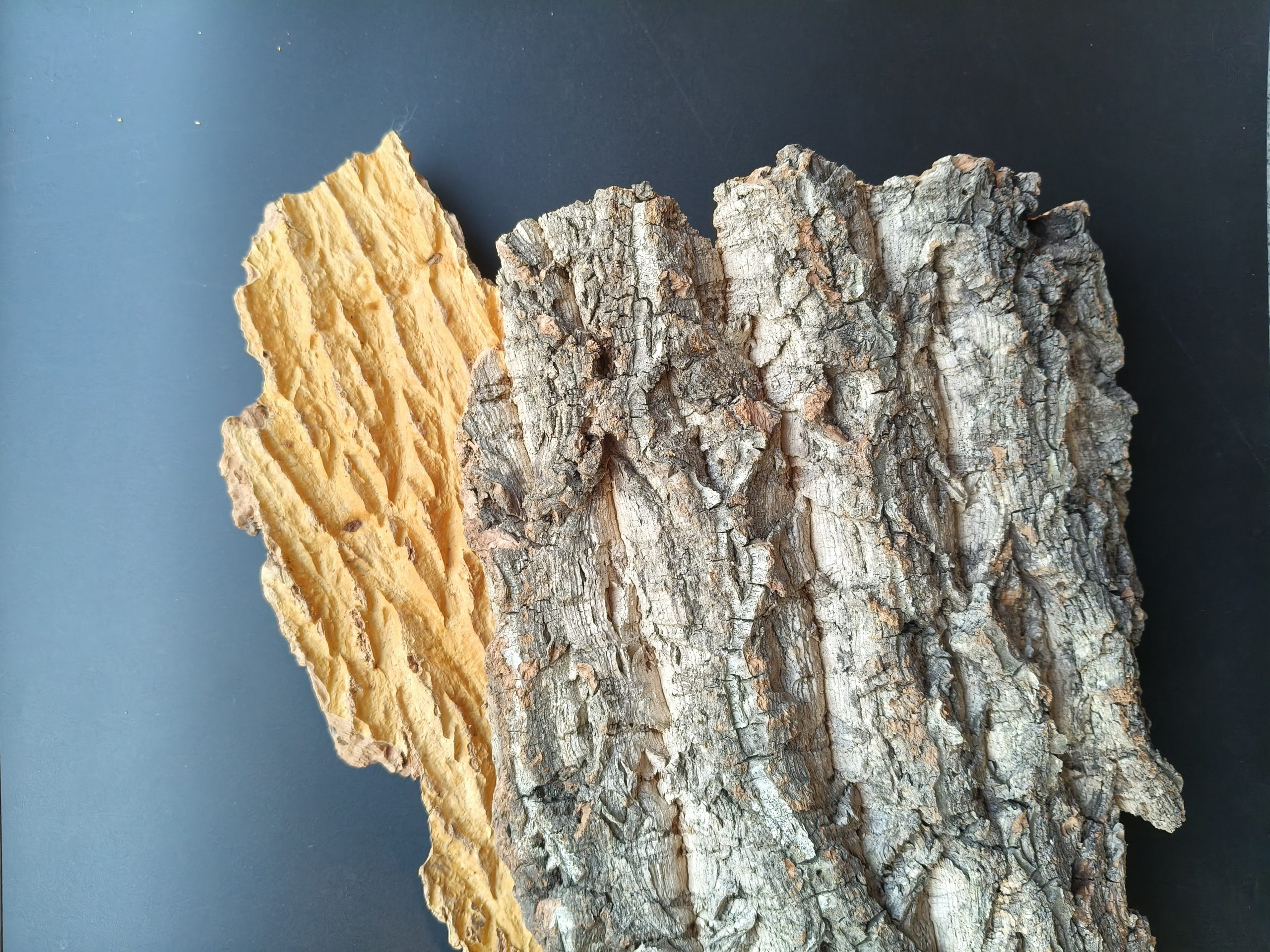 Cork Bark - 图片 3